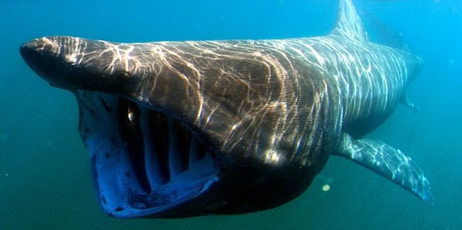 a shark with the mouth open