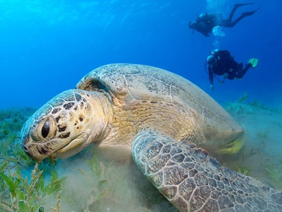 marine turtle