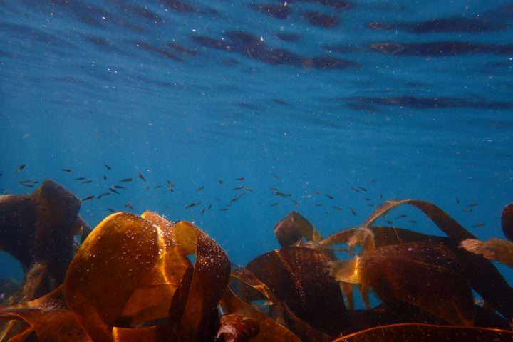 a group of people swimming in the water