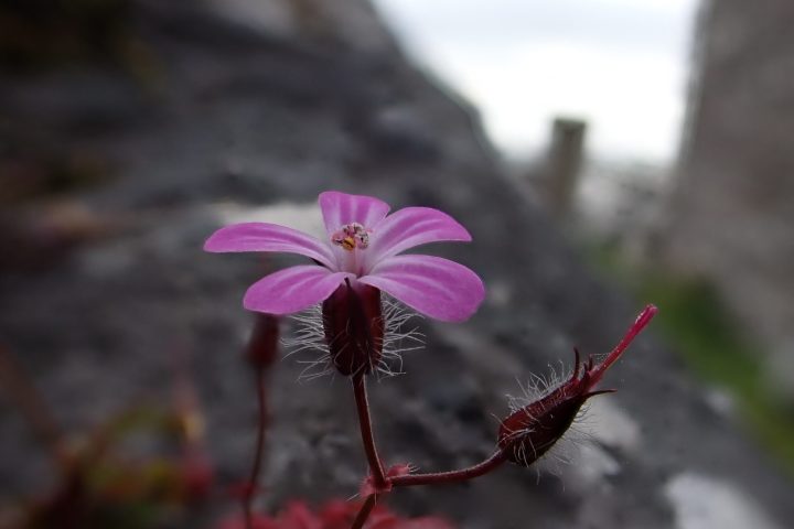 a close up of a flower