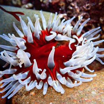 a close up of a fish