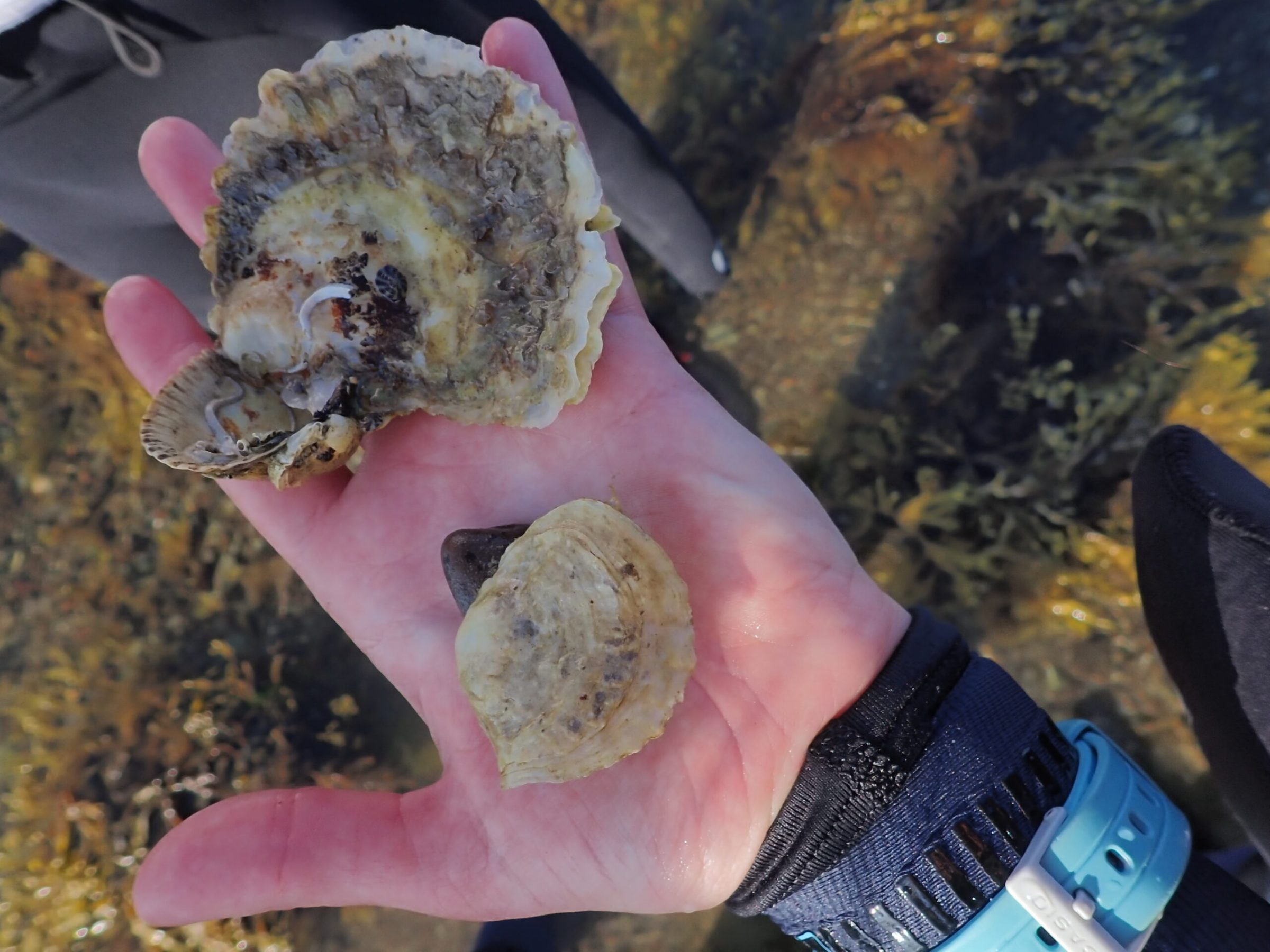 Native oyster and Saddle Oyster