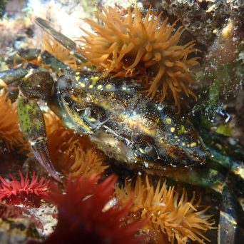 Shore crab and anemones