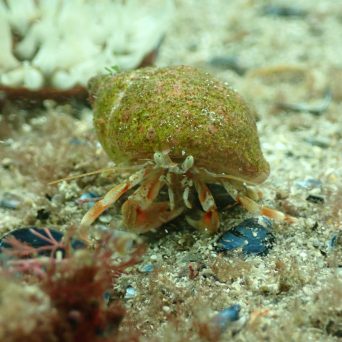 a close up of an animal