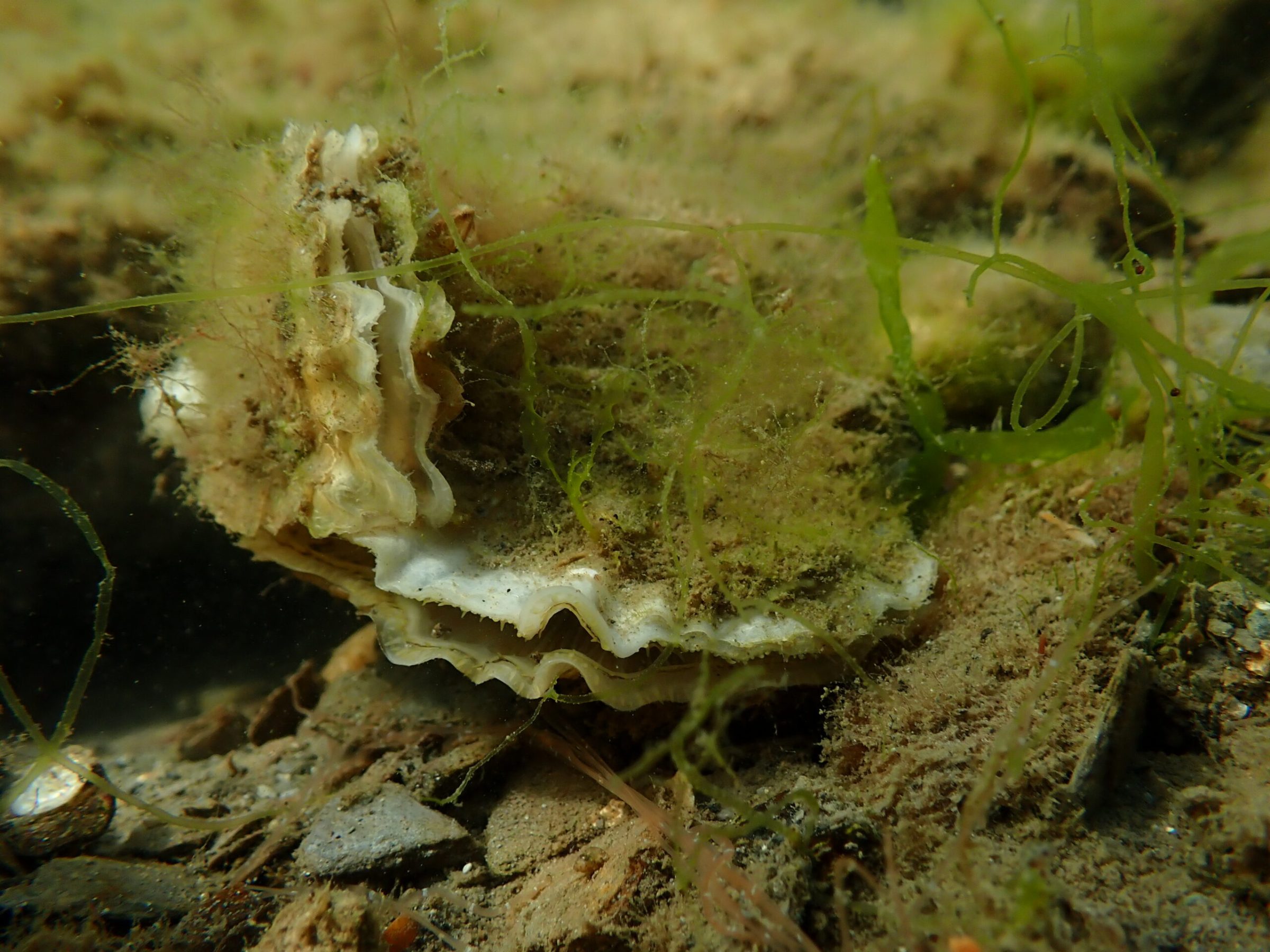 Oyster reef formation