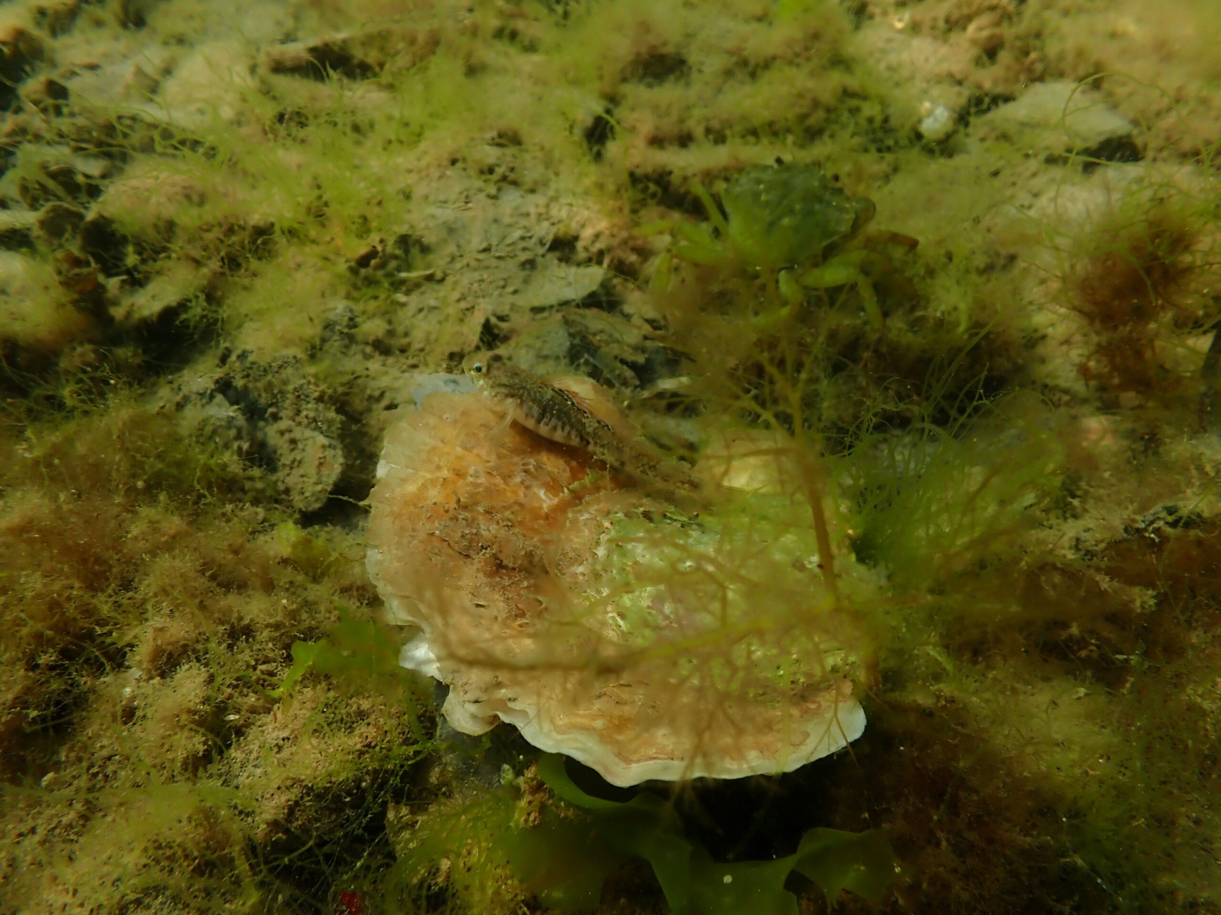 Painted Gobie resting on an Oyster