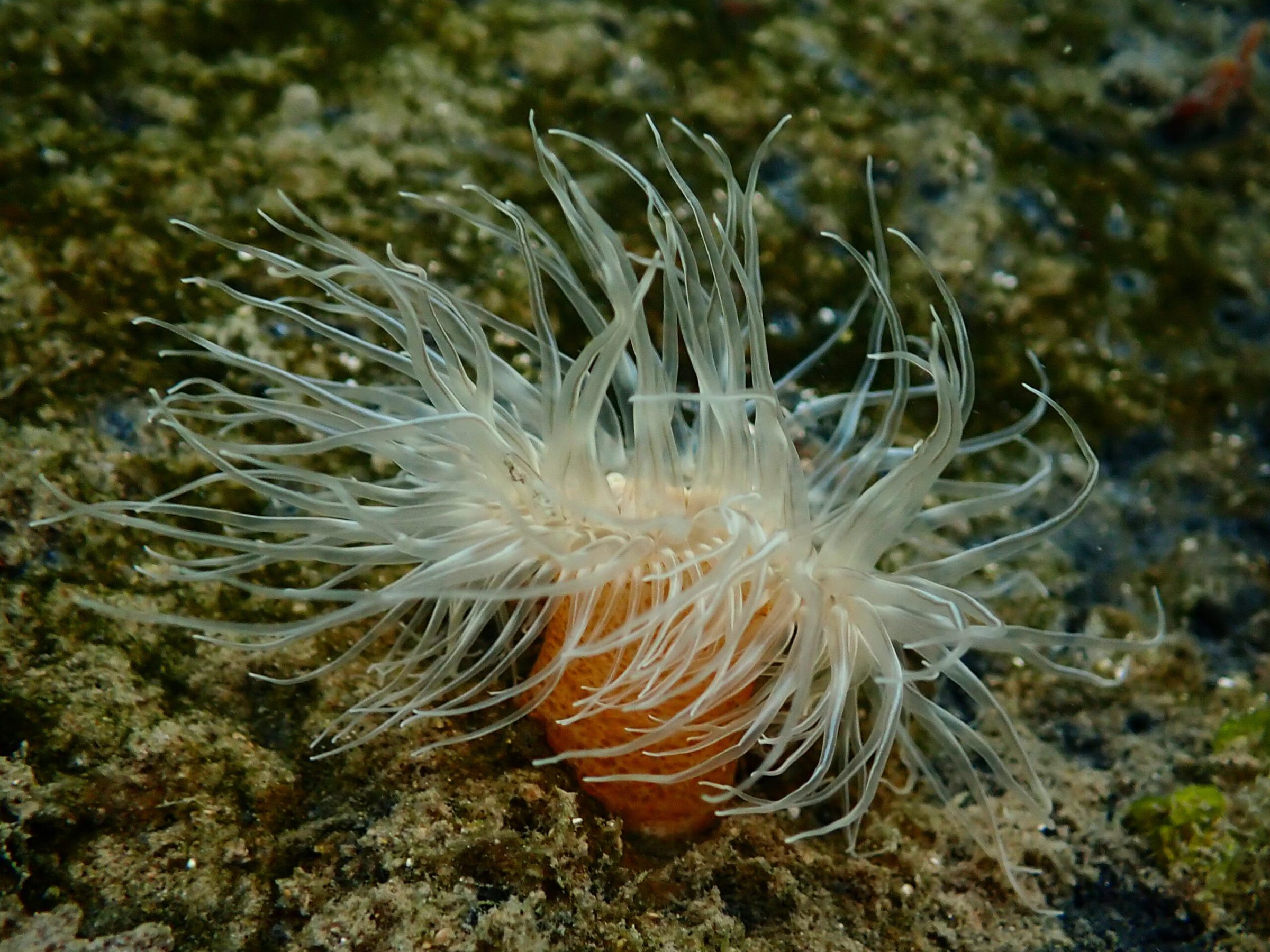 Sagartiogeton Anemone in the Portmagee channel