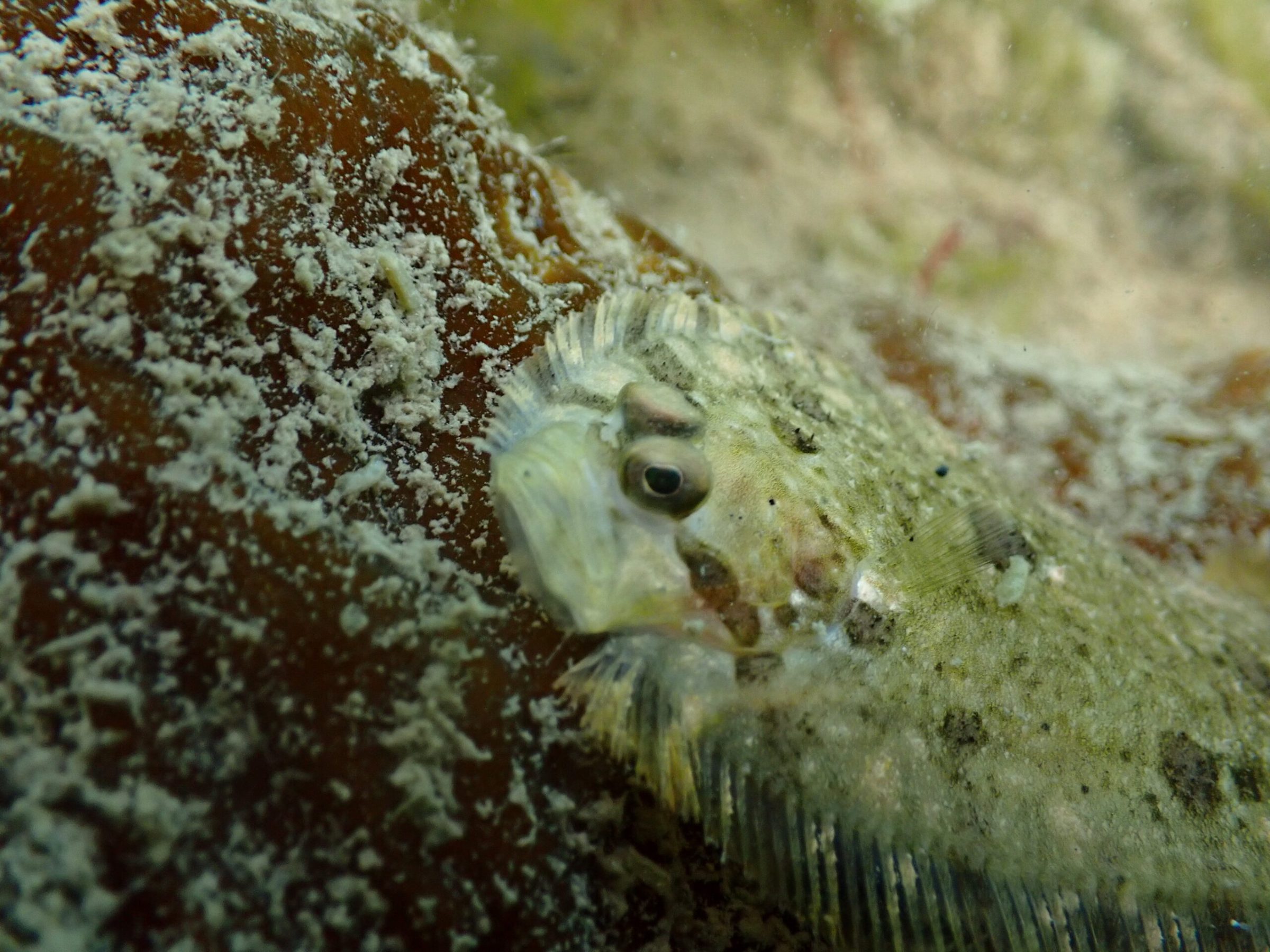 Close up of a small Turbot in the Portmagee Channel