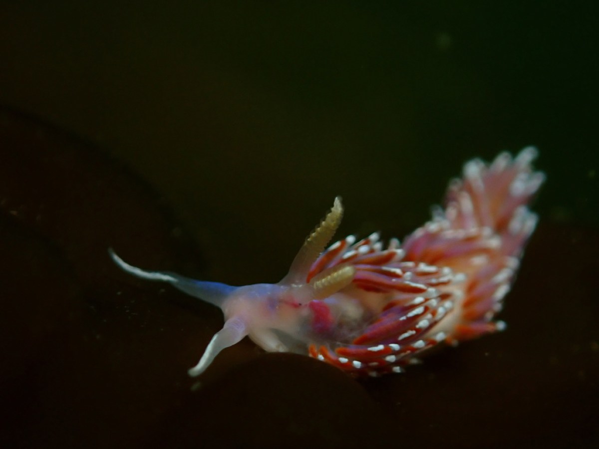 a close up of an animal