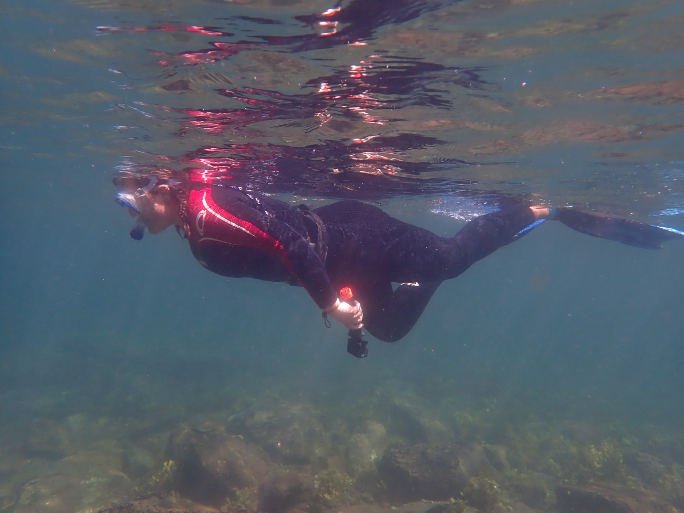 Person snorkeling underwater with wetsuit and fins, holding an object in one hand.