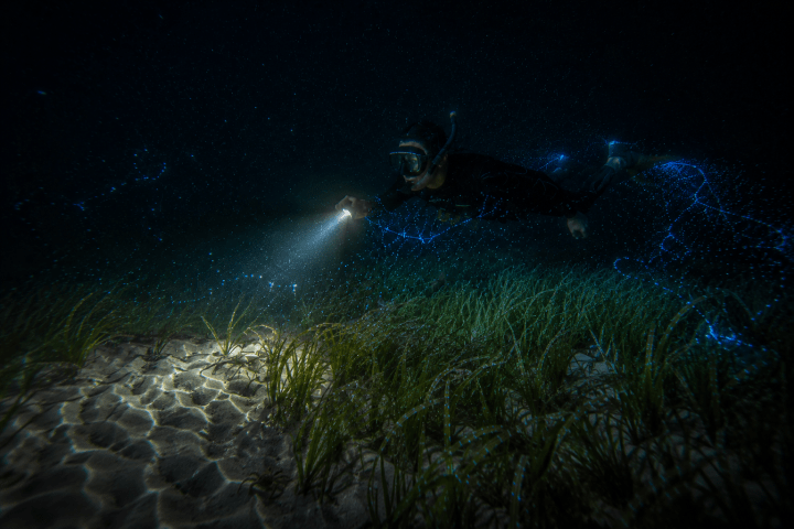Snorkeller with a torch exploring a seagrass meadow after dark on a full moon snorkelling tour