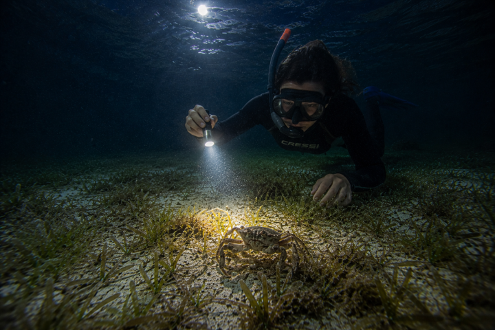 Diver with flashlight observing a crab underwater on the ocean floor.