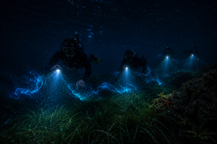 Snorkellers with torches lighting up bioluminescence over seagrass on a night snorkelling tour